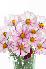 Fresh Delicate Pink and White Cosmos Flowers on White Background