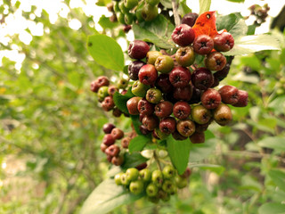 photo of chokeberry ripening on a branch on a cloudy day