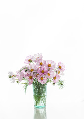 Naklejka na ściany i meble Fresh Delicate Pink and White Cosmos Flowers on White Background