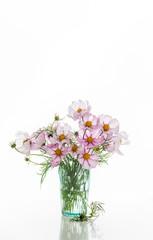 Fresh Delicate Pink and White Cosmos Flowers on White Background