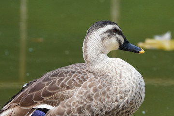 duck in water