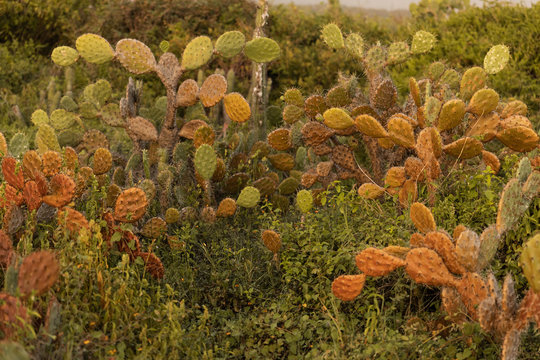 multi colored cactus growing in the wild
