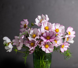 Fototapeta na wymiar Fresh Delicate Pink and White Cosmos Flowers on White Background