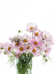 Fresh Delicate Pink and White Cosmos Flowers on White Background