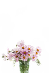 Fresh Delicate Pink and White Cosmos Flowers on White Background