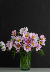 Naklejka na ściany i meble Fresh Delicate Pink and White Cosmos Flowers on Dark Background