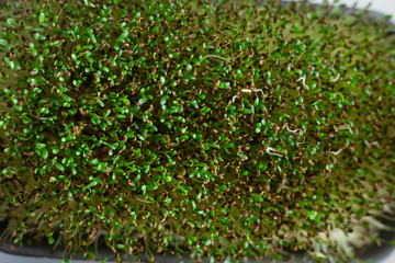 Micro green sprouts of alfalfa grows on the windowsill. Home garden and healthy lifestyle concept, vegan. Selective focus. Close up