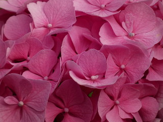 Pink hortensia (Hydrangea macrophylla) - pink hydrangea flowers close up