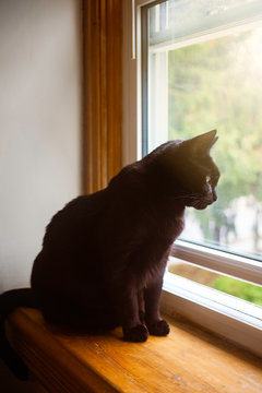 Cat sitting looking out a window.