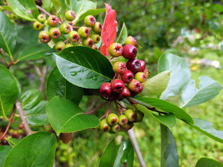 photo of chokeberry ripening on a branch on a cloudy day