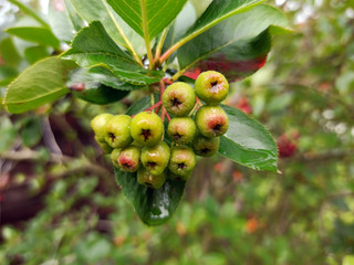 Obraz premium photo of chokeberry ripening on a branch on a cloudy day