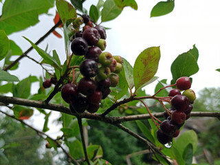 photo of chokeberry ripening on a branch on a cloudy day