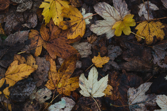Autumn leaves on floor