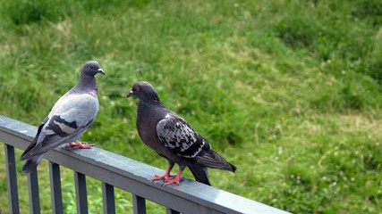 The common pigeon in its natural habitat, standing on the railing of the bridge.