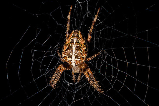 Spider on the web. Garden cross spider (Araneus diadematus). 