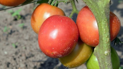 Ripening tomatoes hanging on the bush. Red, green and yellow tomatoes.
