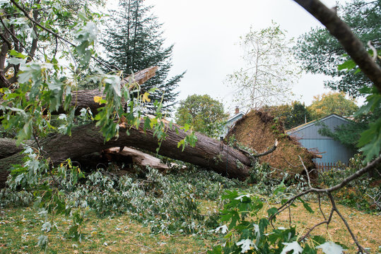 Wind Storm Fells Backyard Tree