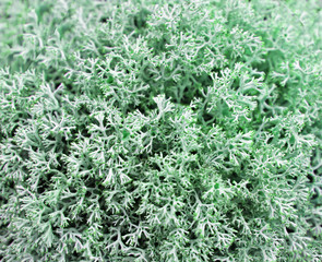 light blue moss close up in full frame