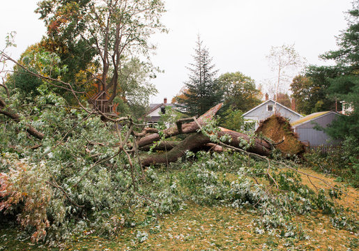 Wind Storm Fells Backyard Tree