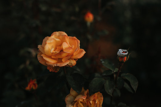 Wedding Rings and Roses