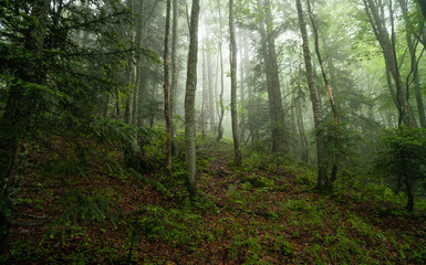 Forest in France