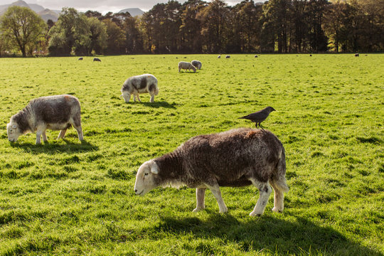 Keswick Sheep in a field with a bird