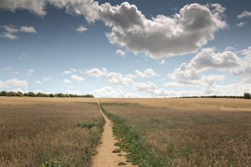Fototapeta na wymiar lovely countryside of Oxfordshire
