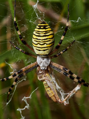 spider on a web