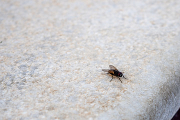 Mosca sobre fondo blanco