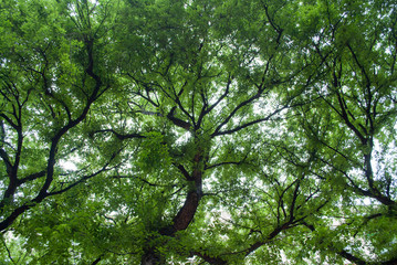 Green tree top lookup. Tree branches.