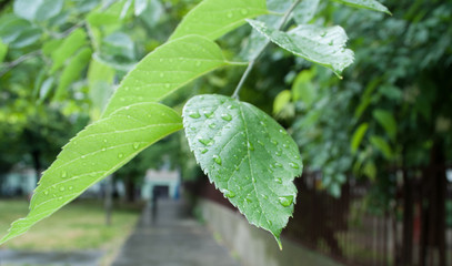 Rain drops on leaves. Rainy season. Green leaves.