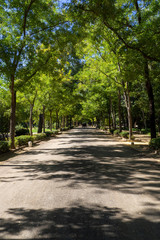Fototapeta na wymiar Camino de arboles en el parque maria luisa en sevilla