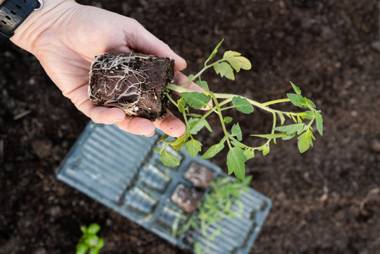 Tomato seedlings being planted out in vegetable garden