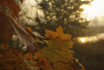 Maple leaves in autumn. Dew on a leaf in the rays of the morning sun. Raindrops on colorful leaves. 
Dew on a yellow leaf in sunset light. Yellow autumn leaves.