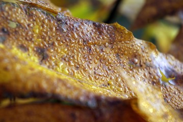 Dew on a leaf in the rays of the morning sun. Raindrops on colorful leaves. 
Dew on a yellow leaf in sunset light. Maple leaves in autumn. Yellow autumn leaves.