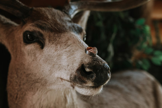 Wedding Ring Posed on Taxidermy Deer