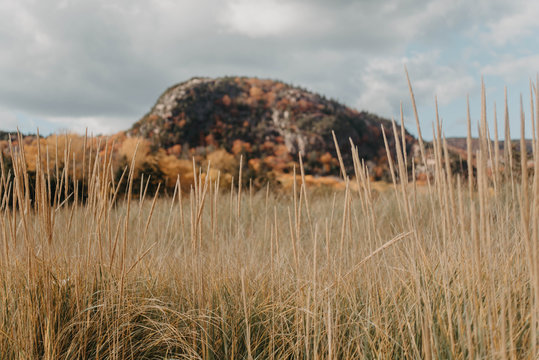Grass, Beach and Mountains in the fall in Acadia National Park, Maine