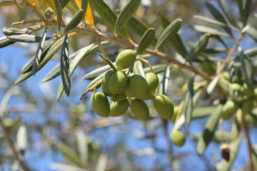 Olives on the tree. The fruitful olive tree.