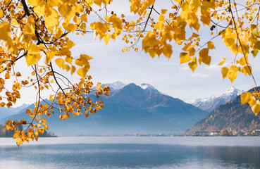 The yellow leaves in autumn of a deciduous tree on the lake side with snowy mountains in the background