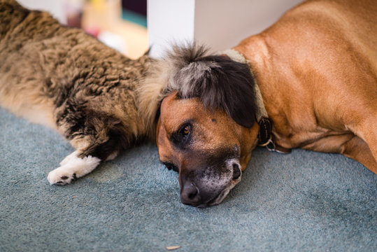 cat and dog hanging out together