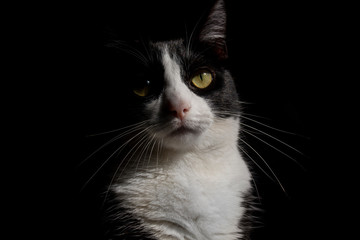 Cute cat black background