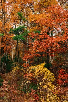 foliage in the fall
