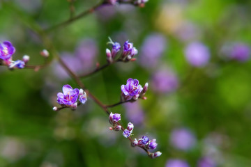 Fototapeta premium Macro blossom flower photo with blurred background, selective focus.