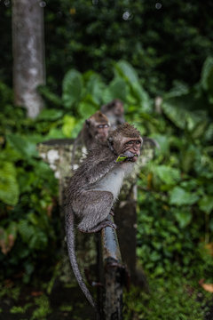 Monkeys o a monkey forest Bali, Ubud - Indonesia