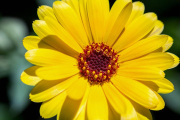 Macro blossom flower photo with blurred background, selective focus.