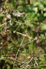 Yellow sympetrum fonscolombii resting close to pond