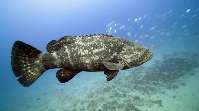 Goliath grouper off Florida