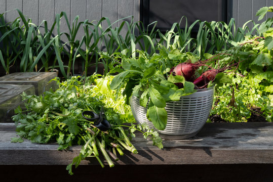 Freshly harvested salad ingredients from hriving kitchen vegeatb