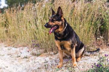 Cachorro de pastor aleman