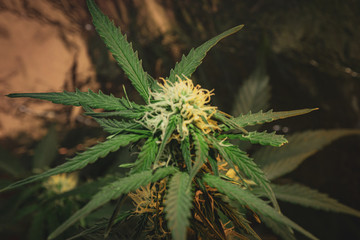 Cannabis plant
